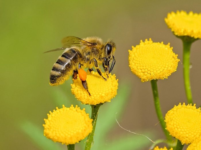 La sauvegarde des abeilles : enjeux et solutions pour préserver ces précieux pollinisateurs