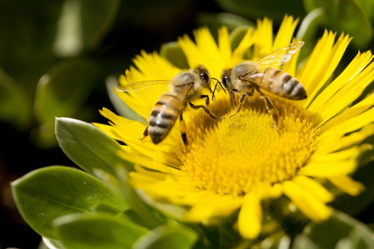 abeilles  pollinisation